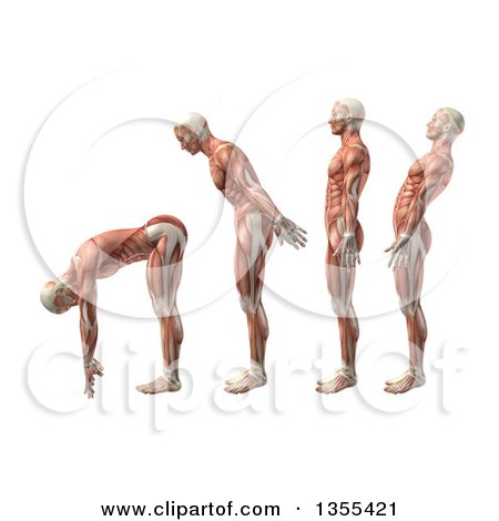 Clipart of a 3d Anatomical Man with Visible Muscles, Showing Trunk Flexion, Extension and Hyerextension, on a White Background - Royalty Free Illustration by KJ Pargeter