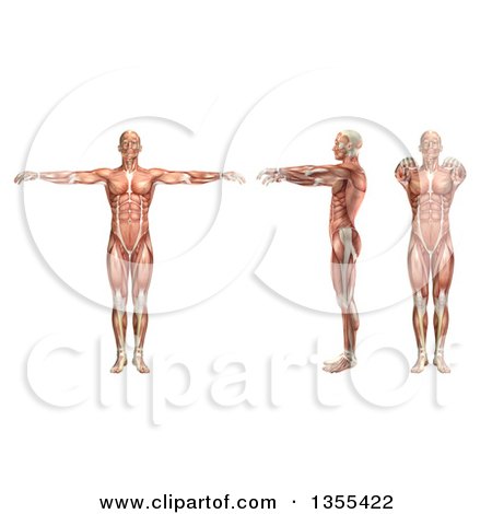 Clipart of a 3d Anatomical Man with Visible Muscles, Showing Shoulder Horizontal Abduction and Adduction, on a White Background - Royalty Free Illustration by KJ Pargeter