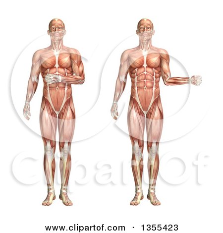 Clipart of a 3d Anatomical Man with Visible Muscles, Showing Shoulder Internal and External Rotation, on a White Background - Royalty Free Illustration by KJ Pargeter