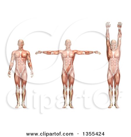 Clipart of a 3d Anatomical Man with Visible Muscles, Showing Shoulder Abduction and Adduction, on a White Background - Royalty Free Illustration by KJ Pargeter