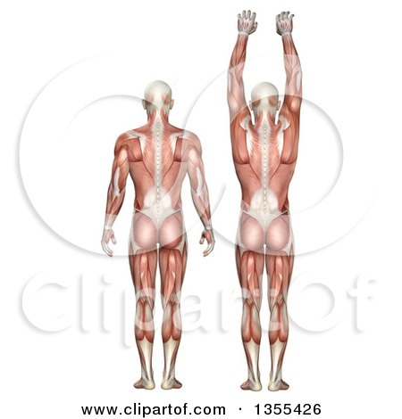 Clipart of a 3d Rear View of an Anatomical Man with Visible Muscles, Showing Scapula Upward and Downward Rotation, on a White Background - Royalty Free Illustration by KJ Pargeter