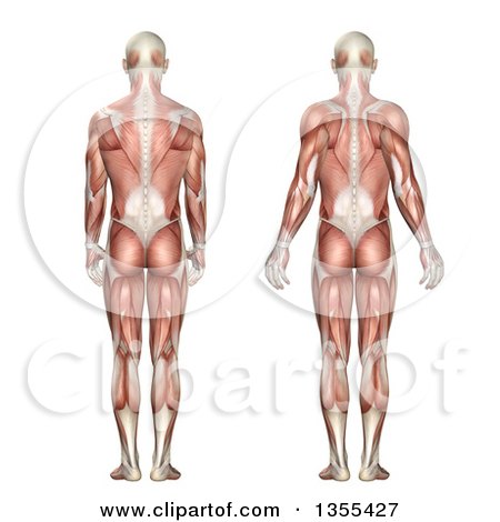 Clipart of a 3d Rear View of an Anatomical Man with Visible Muscles, Showing Scapula Protraction and Retraction, on a White Background - Royalty Free Illustration by KJ Pargeter