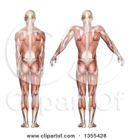 Clipart of a 3d Rear View of an Anatomical Man with Visible Muscles, Showing Scapula Elevation and Depression, on a White Background - Royalty Free Illustration by KJ Pargeter