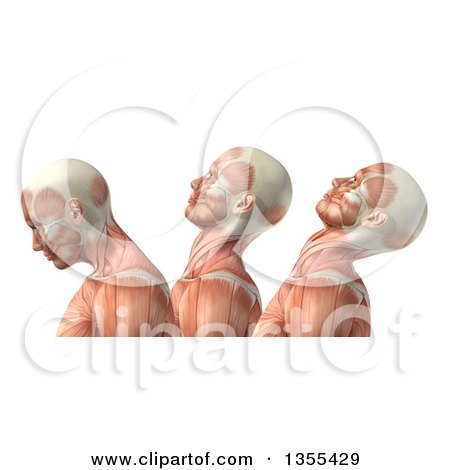 Clipart of a 3d Anatomical Man with Visible Muscles, Showing Cervical Flexion, Extension and Hyperextension, on a White Background - Royalty Free Illustration by KJ Pargeter
