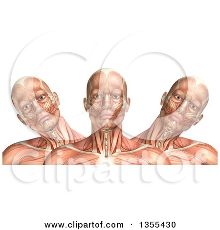 Clipart of a 3d Anatomical Man with Visible Muscles, Showing Cervical Lateral Bending, on a White Background - Royalty Free Illustration by KJ Pargeter