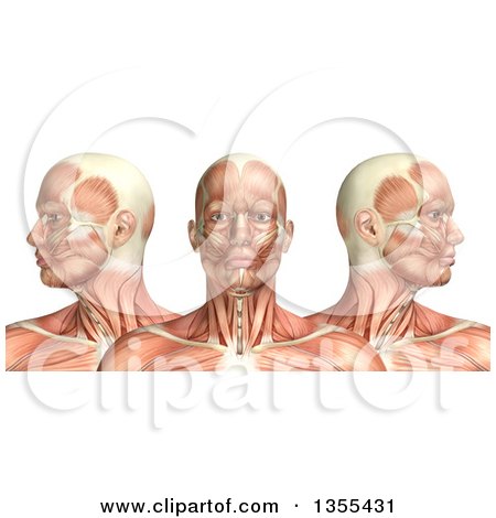 Clipart of a 3d Anatomical Man with Visible Muscles, Showing Cervical Rotation, on a White Background - Royalty Free Illustration by KJ Pargeter