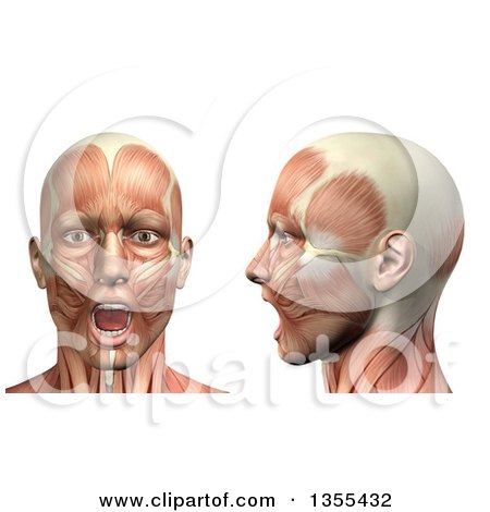 Clipart of a 3d Anatomical Man with Visible Muscles, Showing Mandible Depression from the Front and Side, on a White Background - Royalty Free Illustration by KJ Pargeter