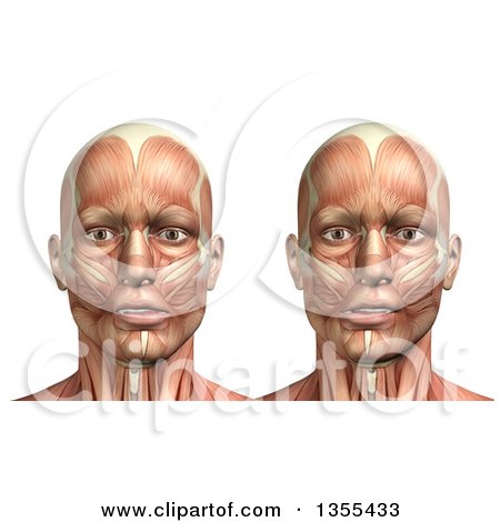 Clipart of a 3d Anatomical Man with Visible Muscles, Showing Mandible Lateral Deviation Left and Right, on a White Background - Royalty Free Illustration by KJ Pargeter