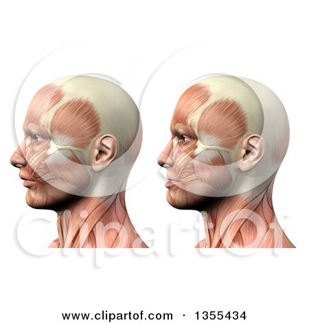 Clipart of a 3d Anatomical Man with Visible Muscles, Showing Mandible Protusion and Retrusion, on a White Background - Royalty Free Illustration by KJ Pargeter