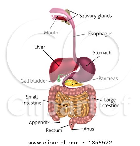 Clipart of a 3d Labeled Diagram of the Human Digestive System, Digestive Tract, Alimentary Canal - Royalty Free Vector Illustration by AtStockIllustration