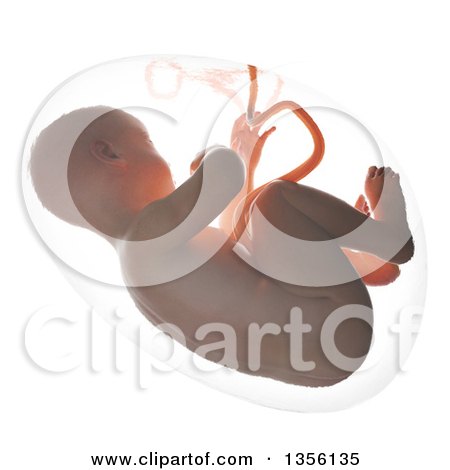 Clipart of a 3d Human Fetus Inside the Womb, on a White Background - Royalty Free Illustration by Mopic