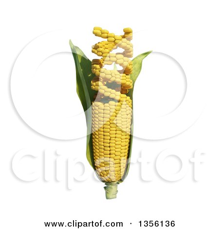 Clipart of a 3d GMO Corn Cob Turning into Dna Strands, on a White Background - Royalty Free Illustration by Mopic