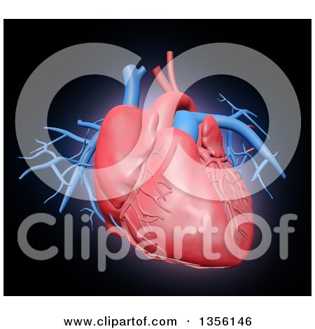 Clipart of a 3d Human Cardiovascular System - Royalty Free Illustration by Mopic