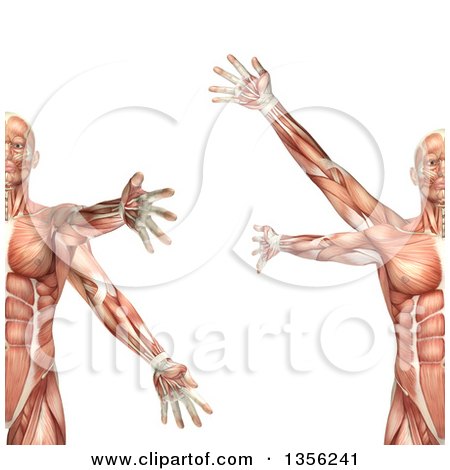Clipart of a 3d Anatomical Man with Visible Muscles, Showing Circumduction, on a White Background - Royalty Free Illustration by KJ Pargeter