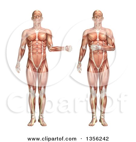 Clipart of a 3d Anatomical Man with Visible Muscles, Showing External and Internal Rotation, on a White Background - Royalty Free Illustration by KJ Pargeter