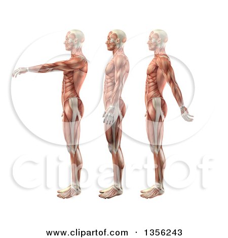 Clipart of a 3d Anatomical Man with Visible Muscles, Showing Shoulder Flexion, Extension and Hyperextension, on a White Background - Royalty Free Illustration by KJ Pargeter