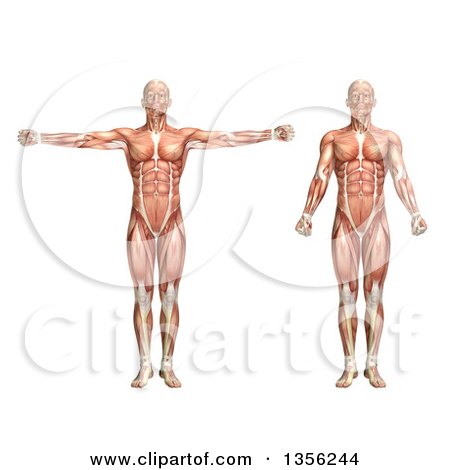 Clipart of a 3d Anatomical Man with Visible Muscles, Showing Shoulder Scaption, on a White Background - Royalty Free Illustration by KJ Pargeter