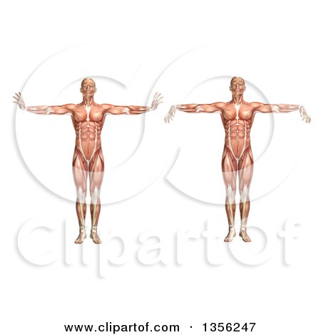 Clipart of a 3d Anatomical Man with Visible Muscles, Showing Wrist Extension and Flexion, on a White Background - Royalty Free Illustration by KJ Pargeter