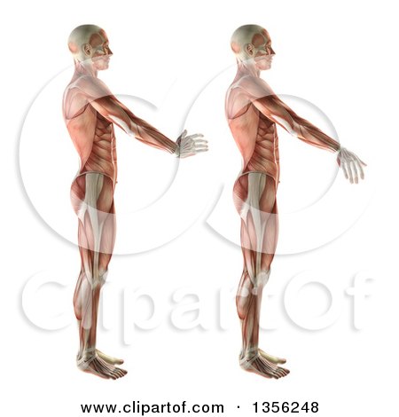 Clipart of a 3d Anatomical Man with Visible Muscles, Showing Wrist Radial Deviation and Ulnar Deviation, on a White Background - Royalty Free Illustration by KJ Pargeter
