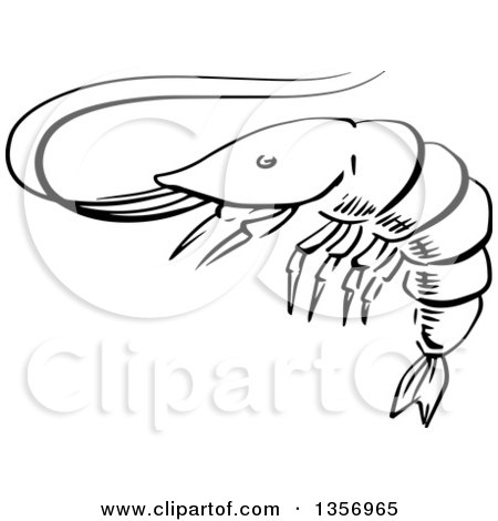 Clipart of a Black and White Sketched Shrimp - Royalty Free Vector Illustration by Vector Tradition SM