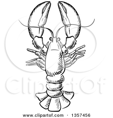 Clipart of a Black and White Sketched Lobster - Royalty Free Vector Illustration by Vector Tradition SM
