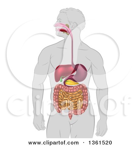 Clipart of a Man's Body with a 3d Visible Digestive System Digestive Tract Alimentary Canal - Royalty Free Vector Illustration by AtStockIllustration