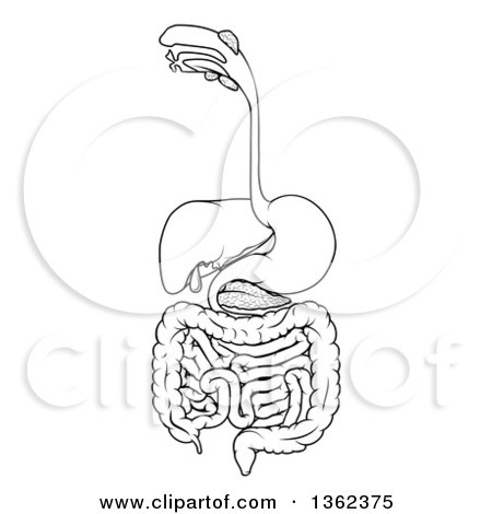 Clipart of a Black and White Medical Diagram of the Human Digestive System, Tract or Alimentary Canal - Royalty Free Vector Illustration by AtStockIllustration