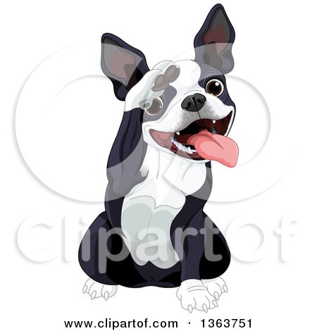 Clipart of a Cute Saluting Boston Terrier Dog - Royalty Free Vector Illustration by Pushkin
