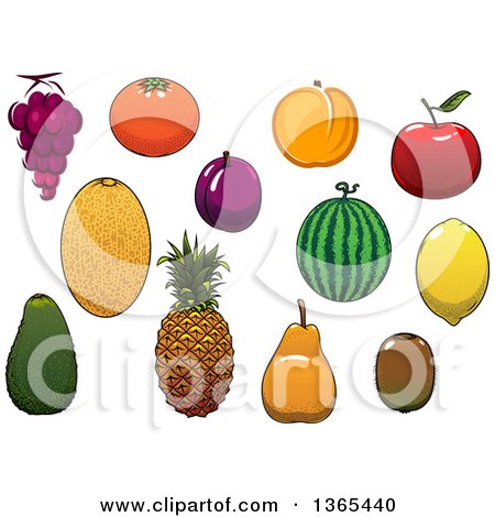 Clipart of Melons and Fruits - Royalty Free Vector Illustration by Vector Tradition SM