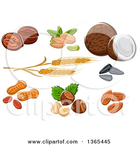 Clipart of Nuts, Coconut, and Wheat - Royalty Free Vector Illustration by Vector Tradition SM