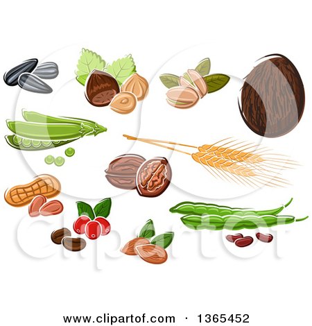 Clipart of Nuts, Seeds and Beans - Royalty Free Vector Illustration by Vector Tradition SM