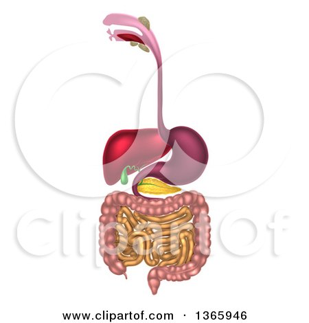 Clipart of a 3d Diagram of the Human Digestive System, Digestive Tract, Alimentary Canal - Royalty Free Vector Illustration by AtStockIllustration