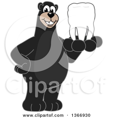 Clipart of a Black Bear School Mascot Character Holding a Tooth - Royalty Free Vector Illustration by Mascot Junction