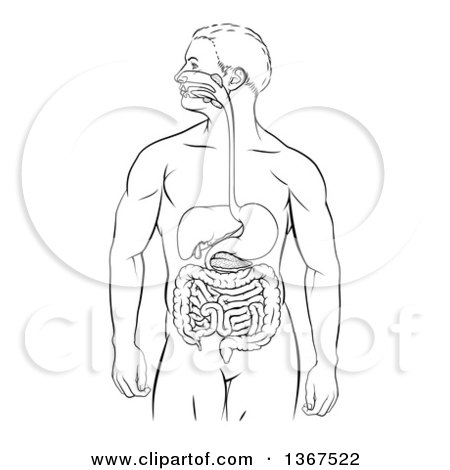 Clipart of a Black and White Diagram of a Man's Body with a Visible Digestive System Tract Alimentary Canal - Royalty Free Vector Illustration by AtStockIllustration