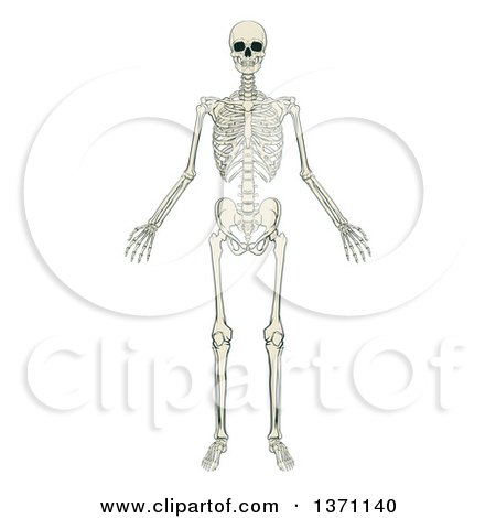 Clipart of an Anatomically Correct Human Skeleton - Royalty Free Vector Illustration by AtStockIllustration