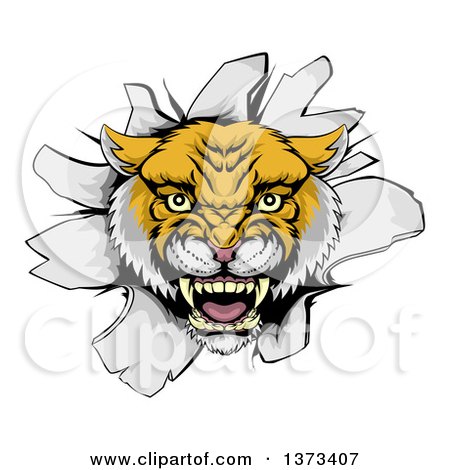 Clipart of a Fierce Wildcat Mascot Head Roaring and Breaking Through a Wall - Royalty Free Vector Illustration by AtStockIllustration