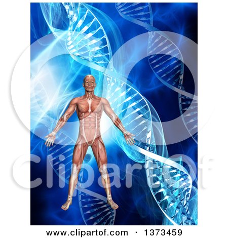 Clipart of a 3d Medical Anatomical Male with Visible Muscles over a Blue DNA and Flare Background - Royalty Free Illustration by KJ Pargeter