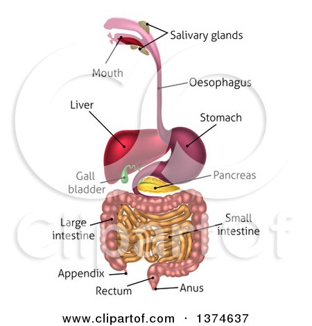 Clipart of a Digestive Tract Diagram, Labeled with Text - Royalty Free Vector Illustration by AtStockIllustration