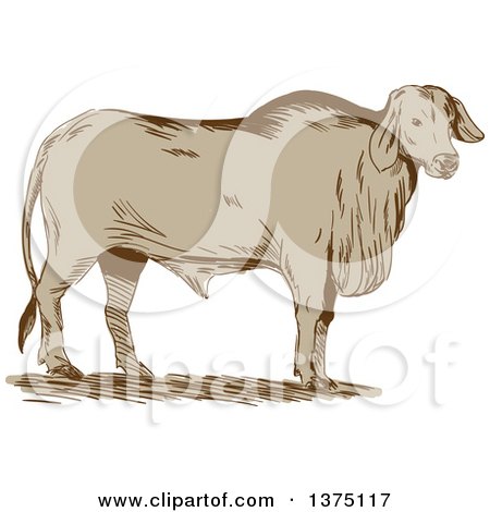 Clipart of a Retro Sketched Brahman Bull Standing and Facing Right - Royalty Free Vector Illustration by patrimonio