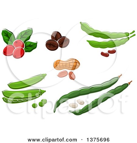 Clipart of Coffee, Beans and Peanuts - Royalty Free Vector Illustration by Vector Tradition SM