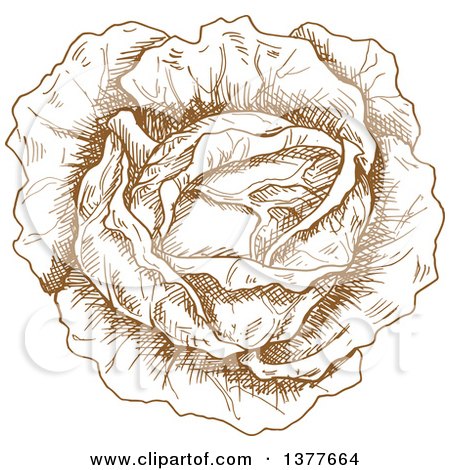 Clipart of a Brown Sketched Head of Cabbage or Lettuce - Royalty Free Vector Illustration by Vector Tradition SM