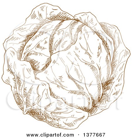 Clipart of a Brown Sketched Head of Cabbage or Lettuce - Royalty Free Vector Illustration by Vector Tradition SM