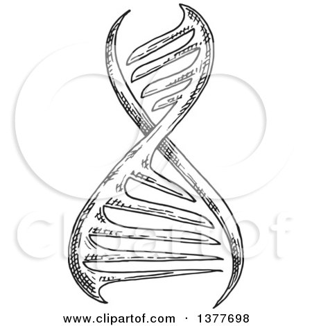 Clipart of a Black and White Sketched Dna Strand - Royalty Free Vector Illustration by Vector Tradition SM