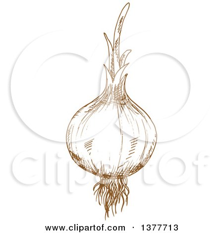 Clipart of a Brown Sketched Onion - Royalty Free Vector Illustration by Vector Tradition SM