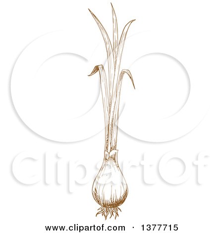 Clipart of a Brown Sketched Green Onion - Royalty Free Vector Illustration by Vector Tradition SM