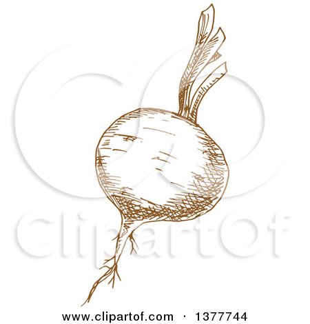 Clipart of a Brown Sketched Beet - Royalty Free Vector Illustration by Vector Tradition SM