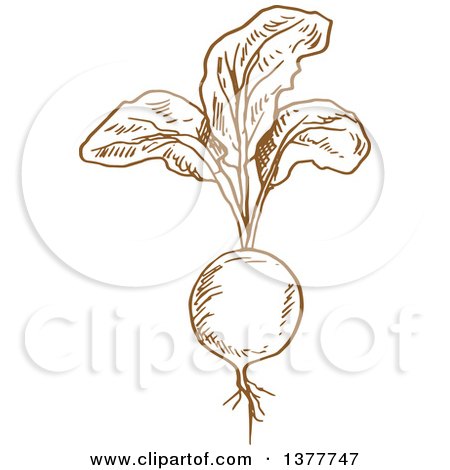 Clipart of a Brown Sketched Radish - Royalty Free Vector Illustration by Vector Tradition SM