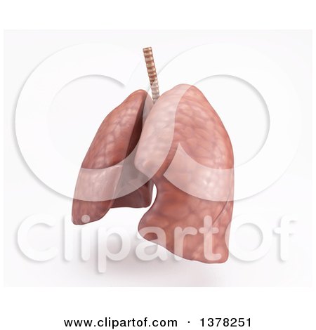 Clipart of 3d Human Lungs, on a White Background - Royalty Free Illustration by KJ Pargeter