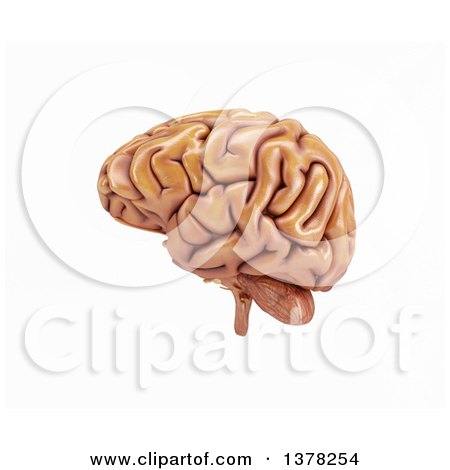 Clipart of a 3d Human Brain, on a White Background - Royalty Free Illustration by KJ Pargeter