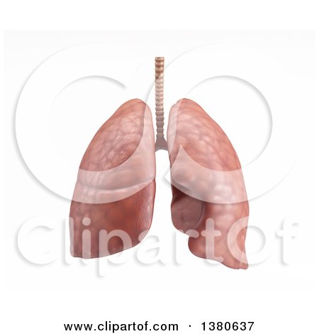 Clipart of a 3d Pair of Human Lungs, on a White Background - Royalty Free Illustration by KJ Pargeter